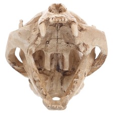  Halloween Deko Skelett Groß Aquarium Tier Totenkopf Katzenschädel