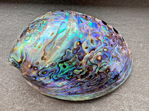 Xxl paua muschel haliotis iris - paua,
