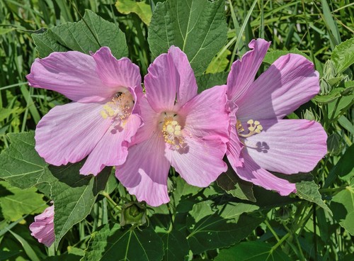Samen sumpfeibisch hibiscus - sumpfeibisch,