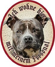 Hund American Stafford +