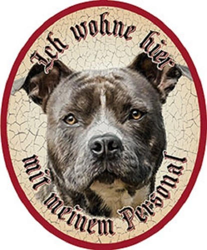 Hund american stafford - stafford, +