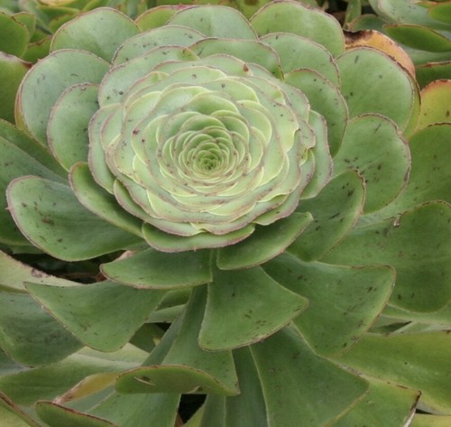 Aeonium undulatum samen - aeonium, 25
