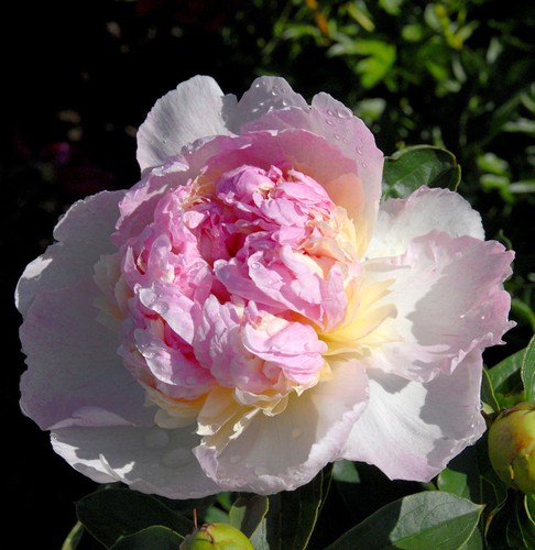 Edelpfingstrose sorbet - sorbet,