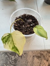 Variegated Micans Aurea
