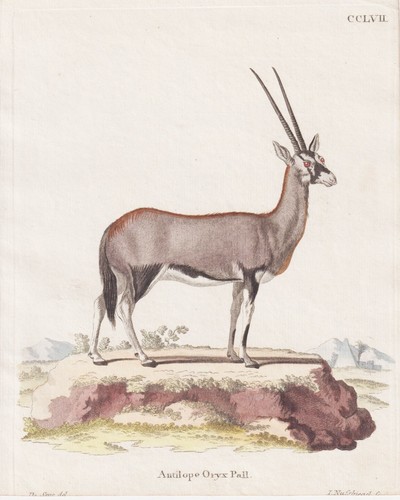 Oryxantilope antilope oryx - oryxantilope,