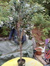 Verblüffend echt aussehender künstlicher Oliven-Baum 150cm Kunst-Planze i.Topf