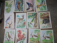 31506 VHZ Schrott DEWAG 12 Sammelbilder DDR Tiere der Heimat Vögel Reh