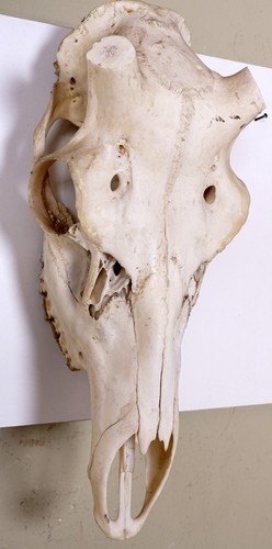 Schöner hirschschädel für - hirschschädel,