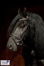 Reitzaum Braun Schwarz Havanna Glitzer  Leder VB WB XF  Kaltblut  Trense Noriker