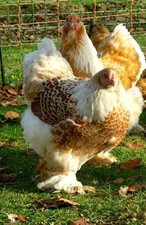 10 (keine) Bruteier Brahma