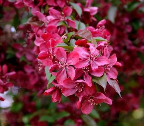 Zier apfelbaum royalty - zier,