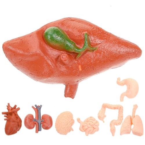 8pcs simulierte organmodelle - 8pcs,