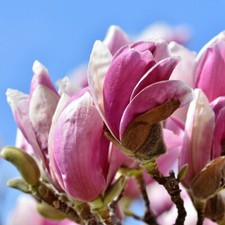 Magnolie betty die - magnolie,