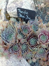 2x Kindel Sempervivum *