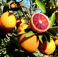 Citrus sinensis cv 'Moro' |