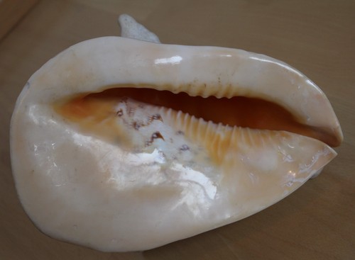 Wunderschöne große