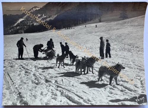 Orig foto hunde husky - orig.,