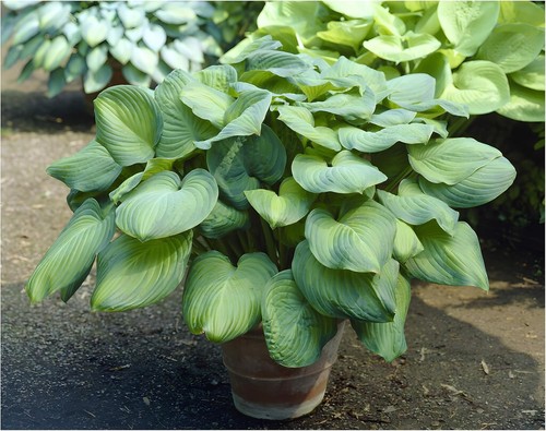 Hosta plantaginea - 1, x