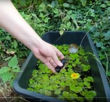 Gelb zwergseerose kleine - zwergseerose,