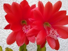 Blattkaktus rot (Epiphyllum)