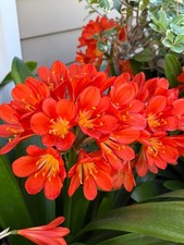 2 Pack /Rooted - Clivia
