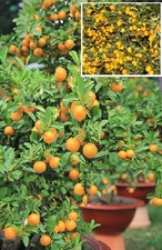 Kumquat-Baum Zwergorangen kleinwüchsige Obstbäume für drinnen exotisch besonders