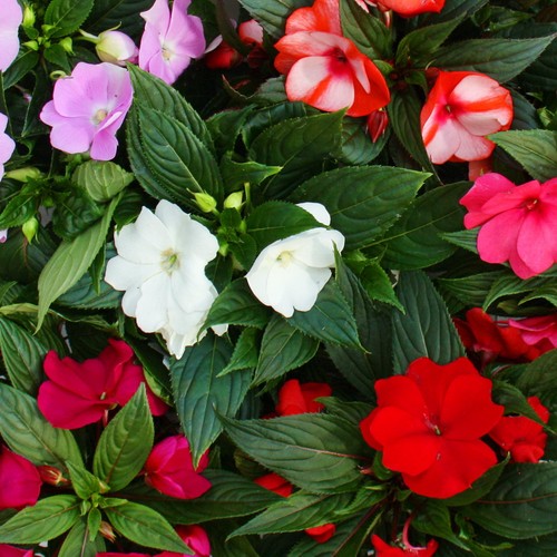 Edel lieschen impatiens - edel-lieschen,