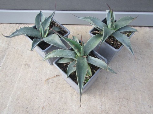 Agave montana königin der - -,