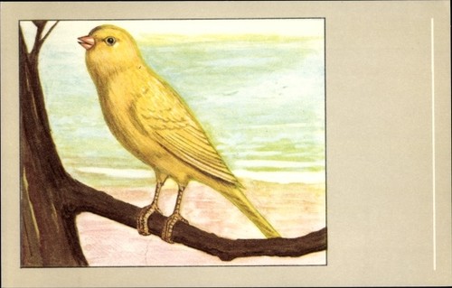 Gelber kanarienvogel auf - gelber,