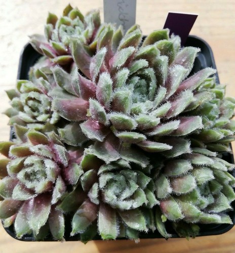Sempervivum rosa mädchen - sempervivum, mädchen"