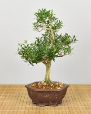 Bonsai Indoor, Chinesischer