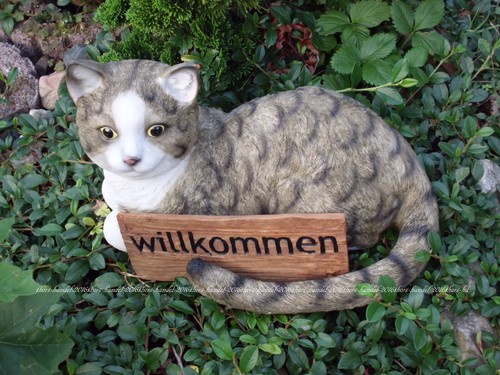 Katze kater willkommen - katze,