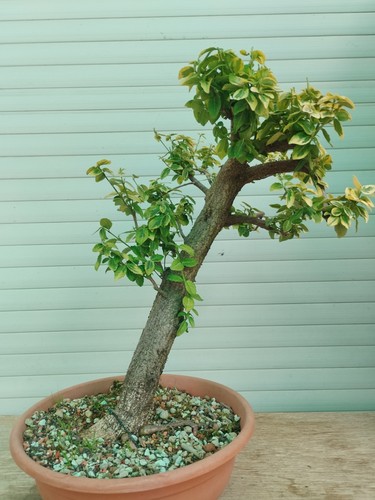 Bonsai elaeagnus japonica - bonsai,