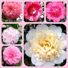 Kamelie, Camellia japonica 