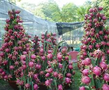 SAMEN DRACHEN-FRUCHT Drachenfruchtkaktus für Feinschmecker exotische Pflanzen