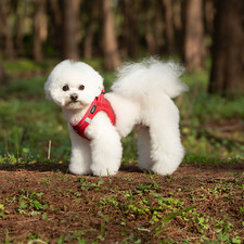 Kleiner Hund Atmungsaktives