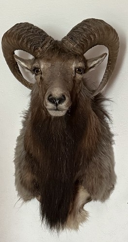 Mufflon widder muffelwidder - mufflon,