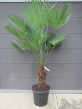 Trachycarpus wagnerianus Nr.1  Wagners Hanfpalme 160-170cm Winterharte Pflanze