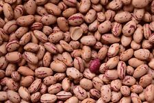 Wachtel- Buschbohne Rosa - gesprenkelte Kerne - bis 70 cm hoch - 30 Korn