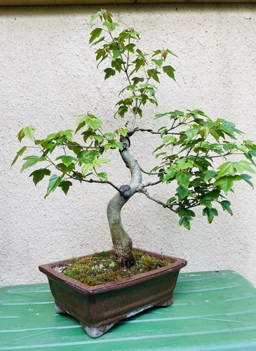 Bonsai dreispitzahorn acer - dreispitzahorn,