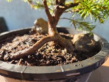 Pre-Bonsai Fichte Winterhart