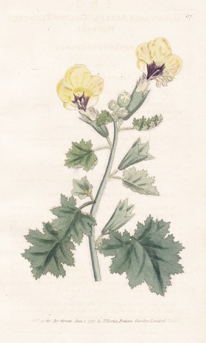 Hyoscyamus bilsenkraut henbane - hyoscyamus,