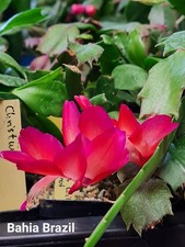 Schlumbergera Hybride " Bahia Brazil "