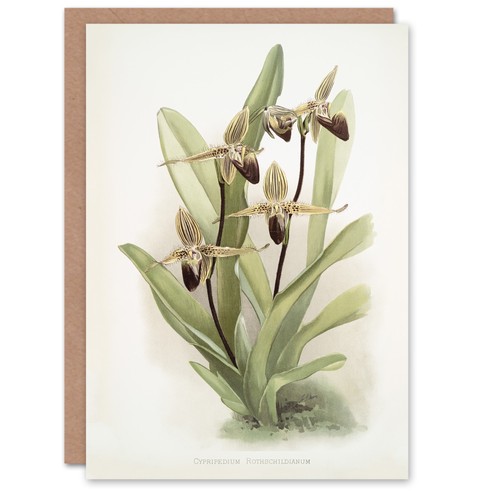 Frederick sander cypripedium - frederick,