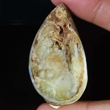 Natürlich fossil schnecke - natürlich,
