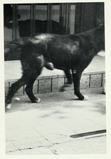 Christopher Wool (b. 1955)