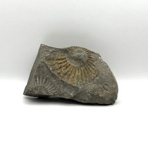 Fossil versteinerung - fossil,