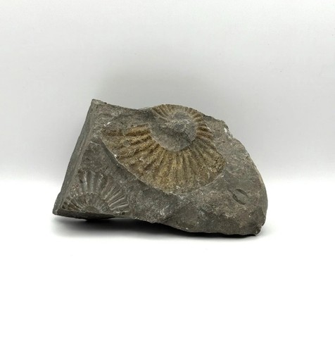 Fossil versteinerung - fossil,