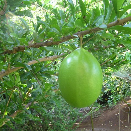 Calabash tree crescentia - calabash, (crescentia