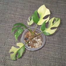 Rhaphidophora tetrasperma - rhaphidophora,